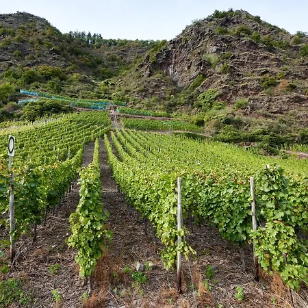 Gaestehaus Lenartz-beth 게스트하우스 메세니흐